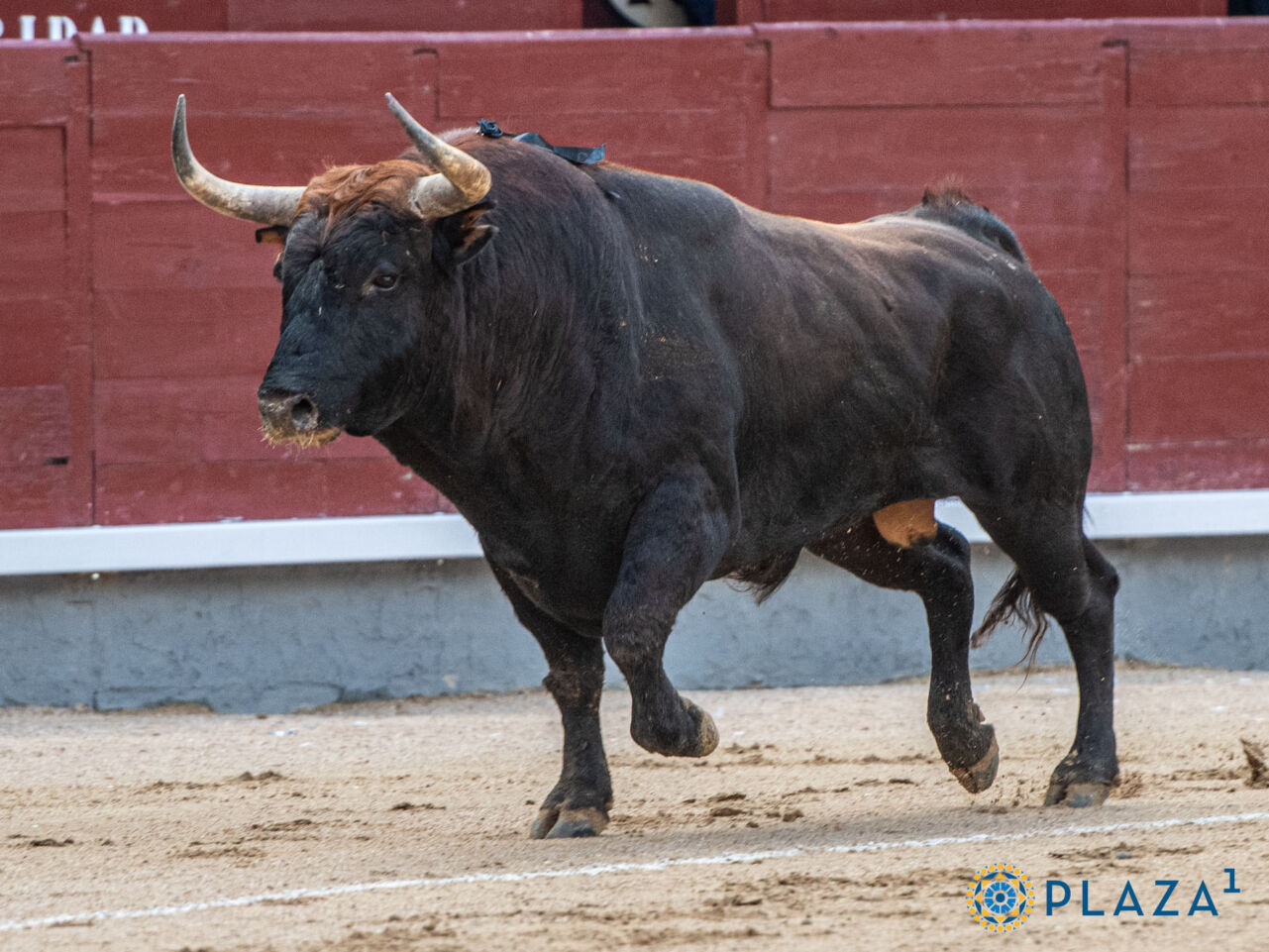 Palha lidará em Las Ventas na Páscoa