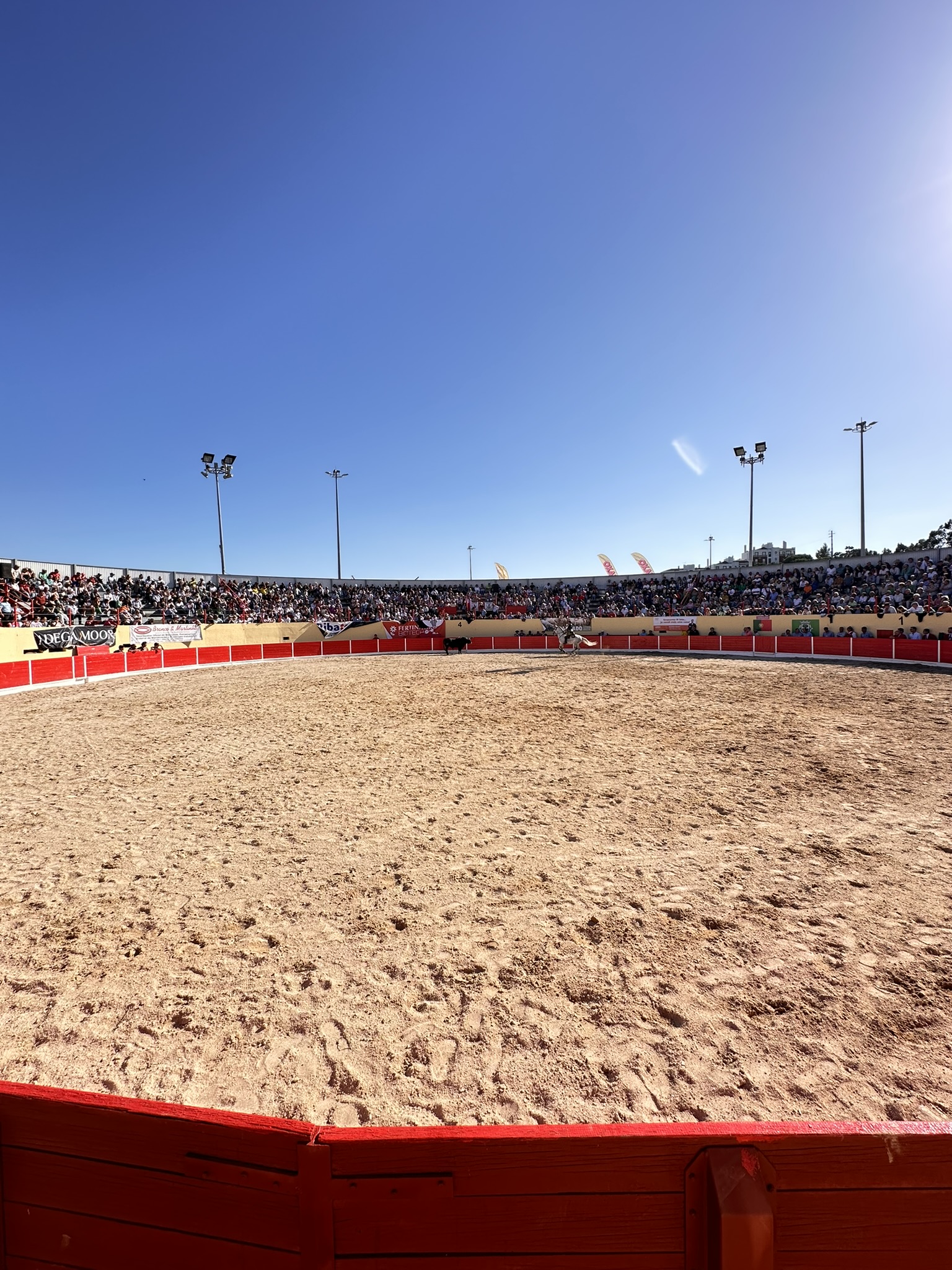 Azambuja mantém a tradição viva: Corrida da Feira de Maio