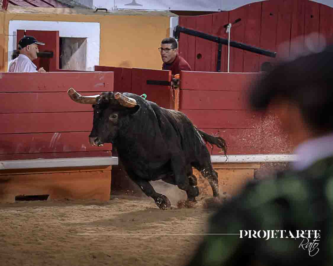 Cartaxo: Corrida das Festas da cidade em imagens