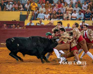 Forcados Aposento da Moita