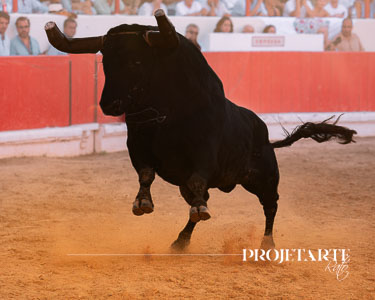 Concurso Ganadarias Alcochete